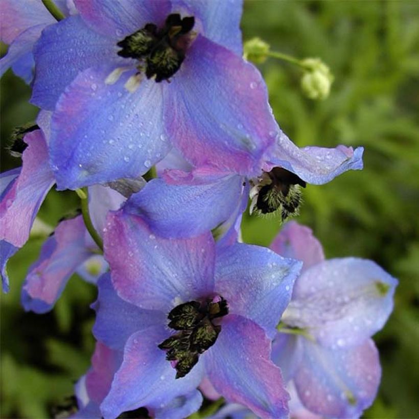 Espuela de caballero - Delphinium Pacific-hybrid Ouvertüre (Floración)