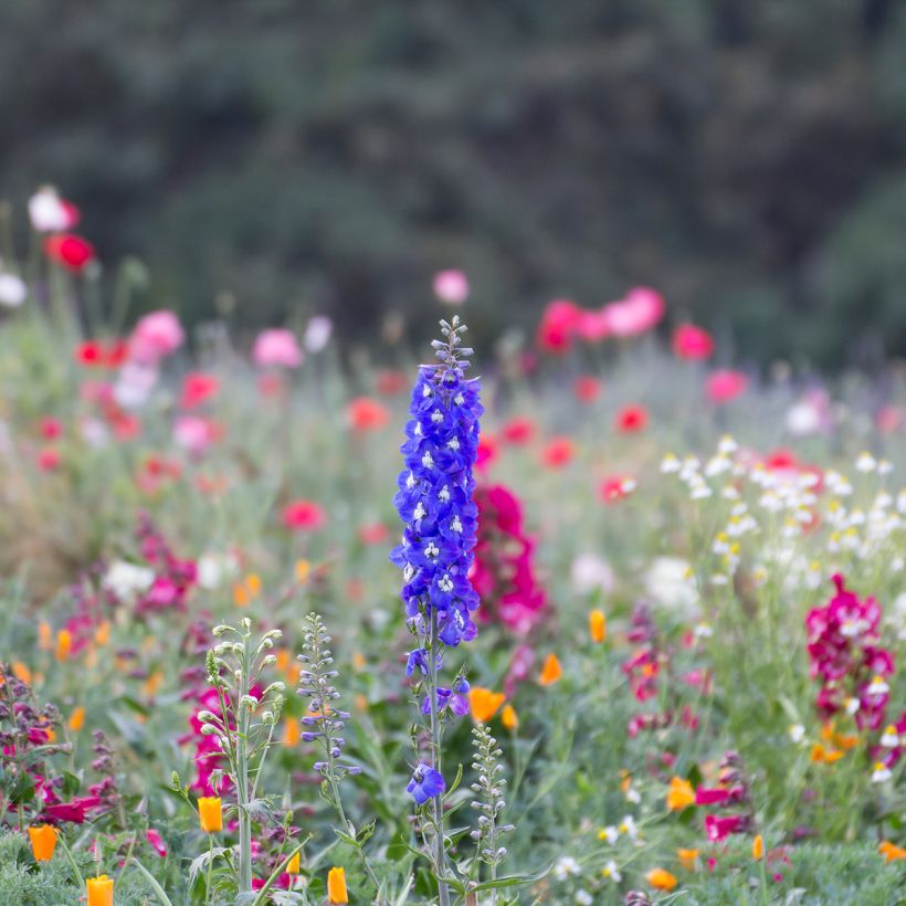 Espuela de caballero - Delphinium Pacific-hybrid Blue Biird (Porte)