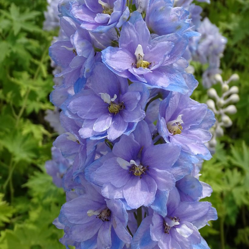 Espuela de caballero - Delphinium Pacific-hybrid Cameliard (Floración)