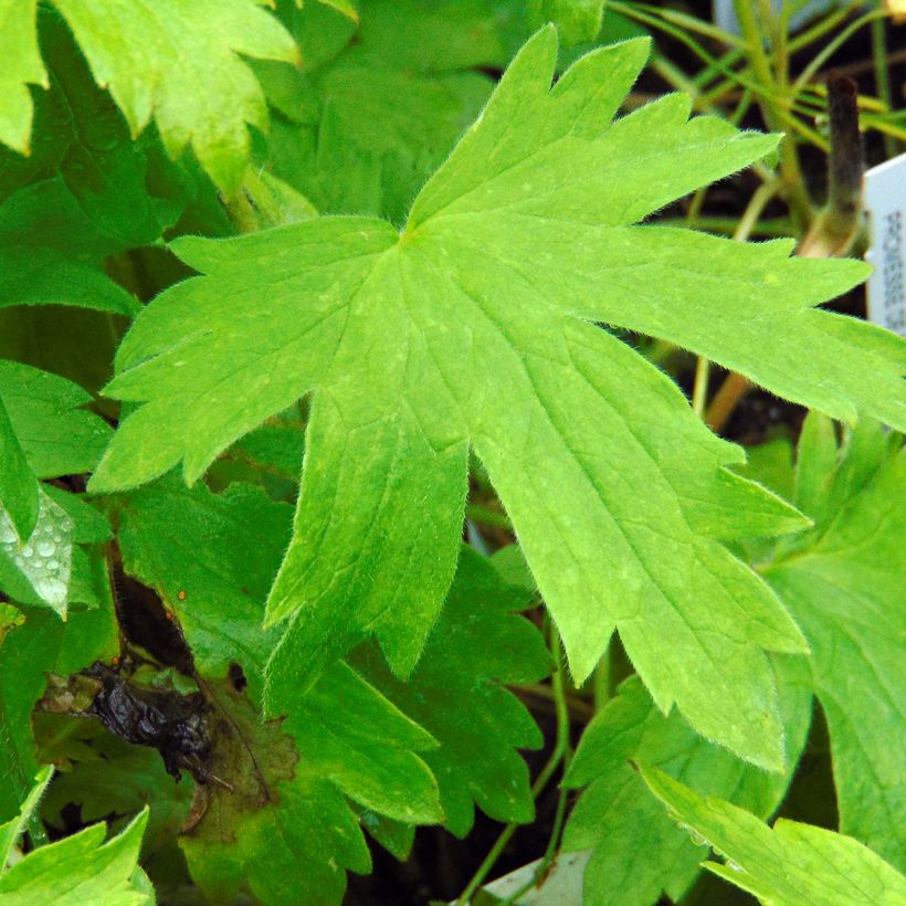 Espuela de caballero - Delphinium Pacific-hybrid Galahad (Follaje)