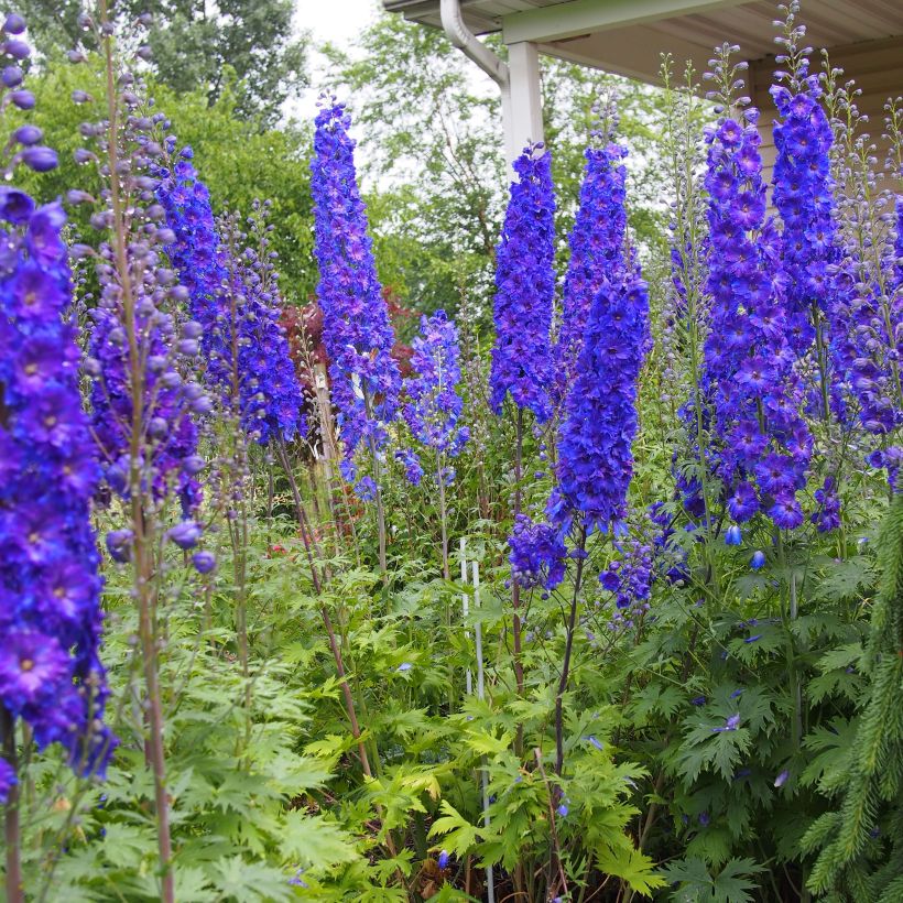 Espuela de caballero - Delphinium elatum Pagan Purples (Porte)