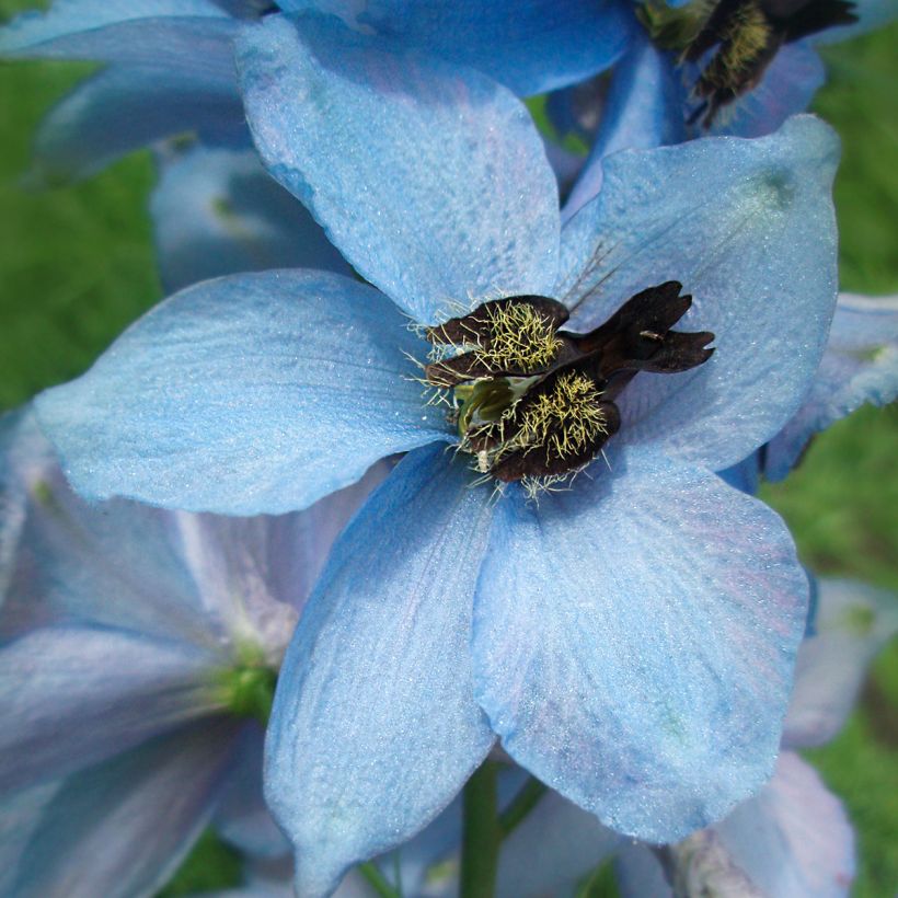 Espuela de caballero - Delphinium Pacific-hybrid Perlmutterbaum (Floración)