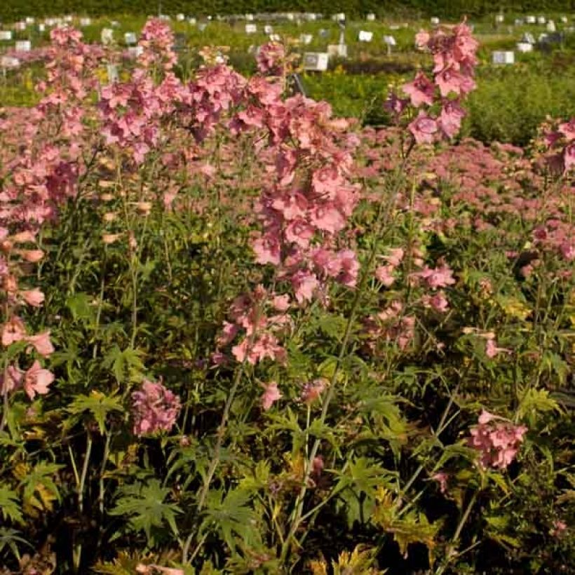 Espuela de caballero - Delphinium ruysii Pink Sensation (Porte)