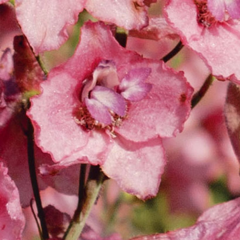 Espuela de caballero - Delphinium ruysii Pink Sensation (Floración)