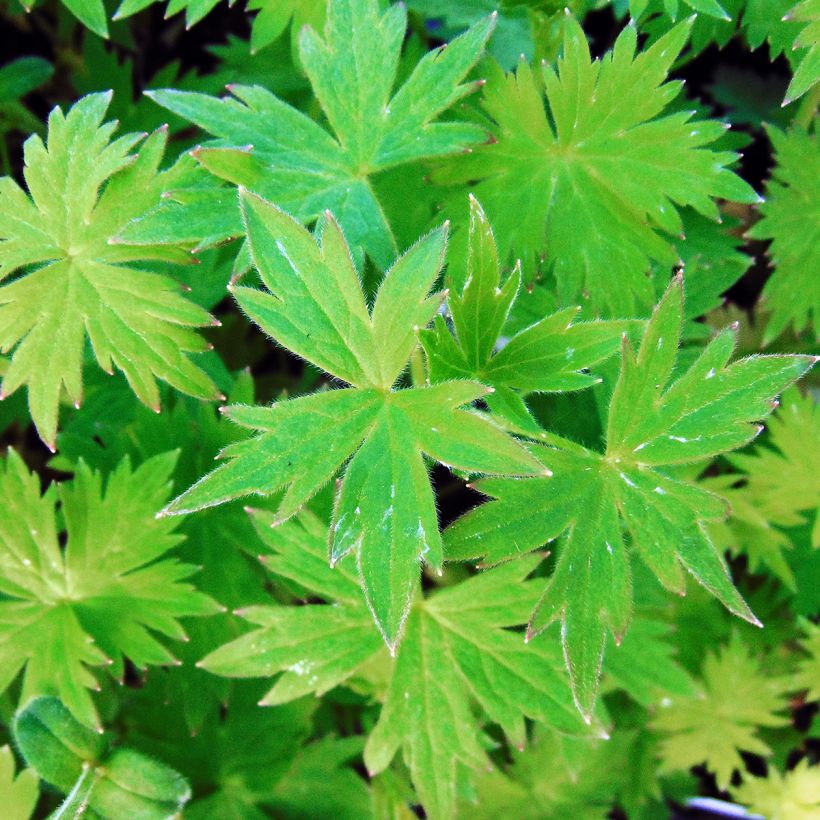 Espuela de caballero - Delphinium ruysii Pink Sensation (Follaje)