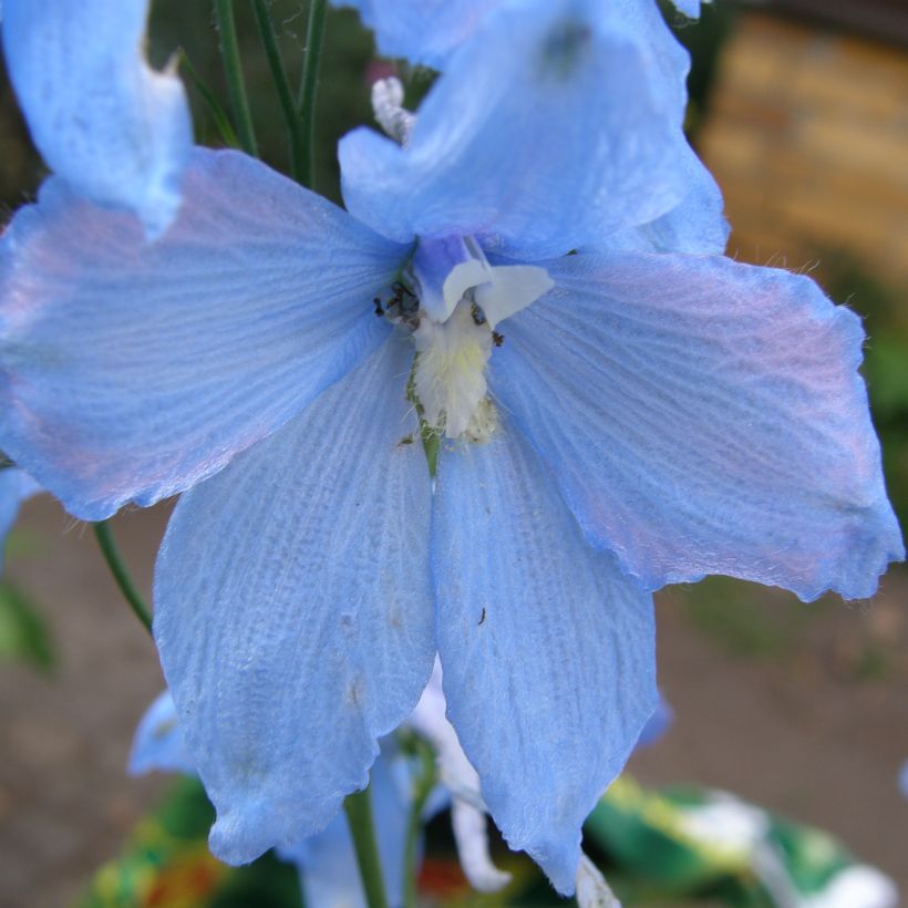 Espuela de caballero - Delphinium belladona Ballkleid (Floración)