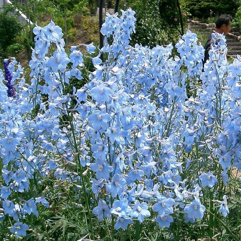 Espuela de caballero - Delphinium belladona Ballkleid (Porte)