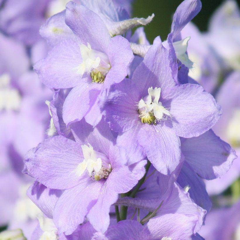 Espuela de caballero - Delphinium belladona Capri (Floración)