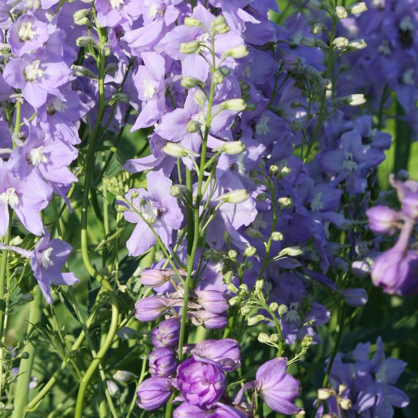 Espuela de caballero - Delphinium belladona Capri (Porte)