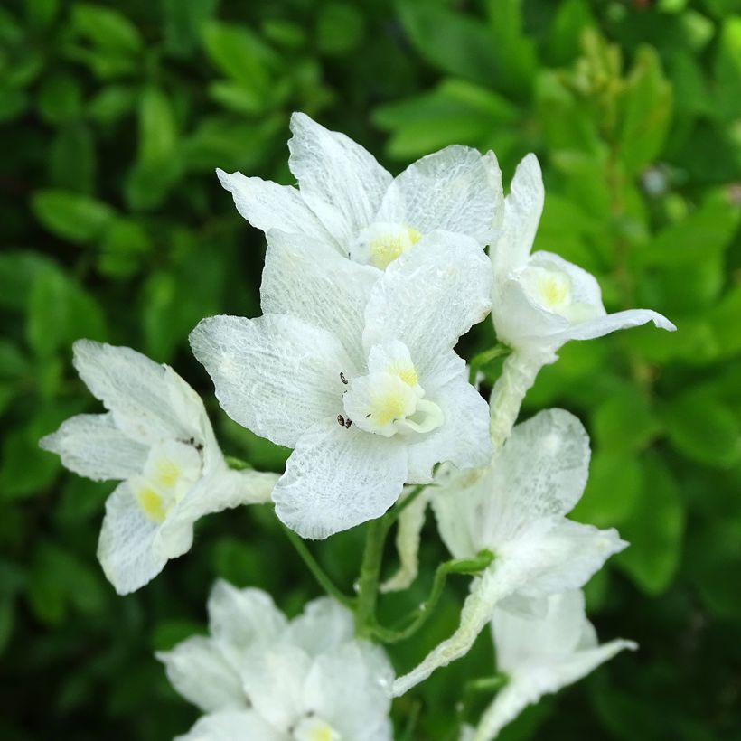 Espuela de caballero - Delphinium belladona Casa Blanca (Floración)