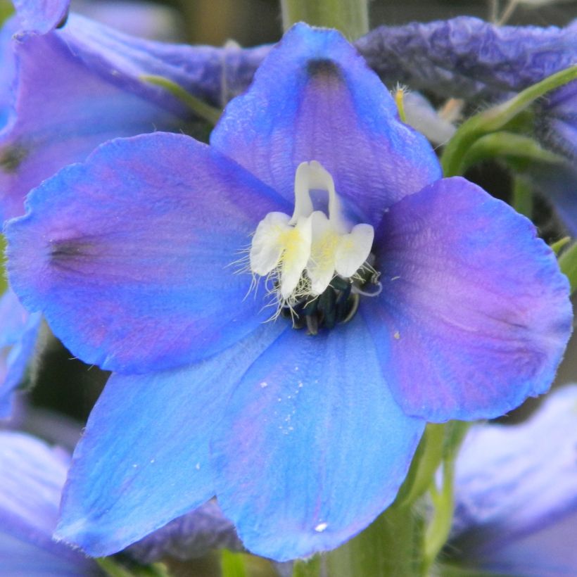 Espuela de caballero - Delphinium belladona Piccolo (Floración)