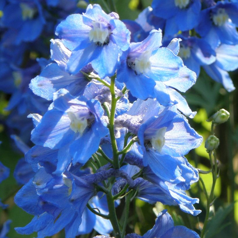 Espuela de caballero - Delphinium belladona Piccolo (Porte)