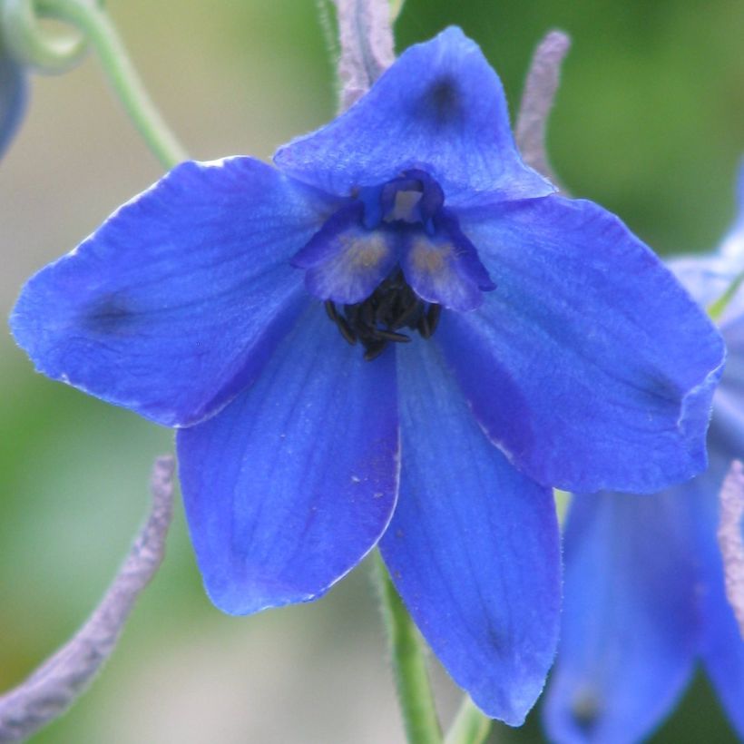 Espuela de caballero - Delphinium belladonna Völkerfrieden (Floración)