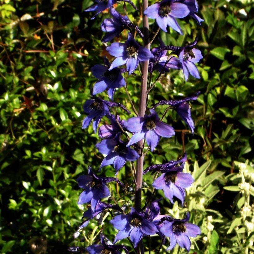 Espuela de caballero - Delphinium belladonna Völkerfrieden (Porte)