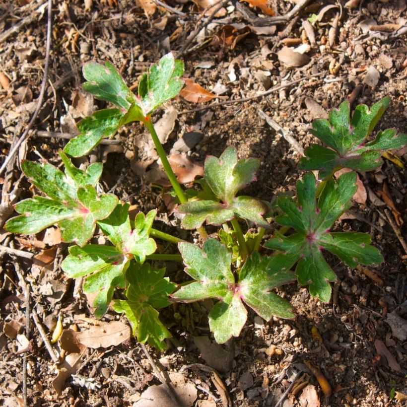 Espuela de caballero - Delphinium cardinale (Follaje)