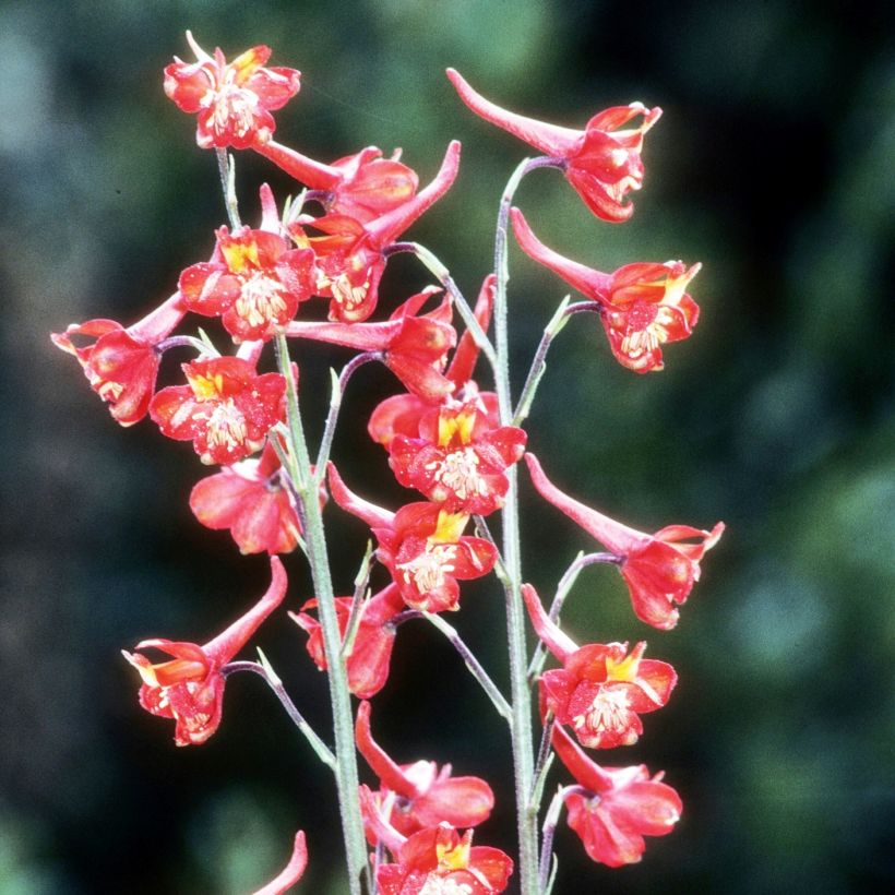 Espuela de caballero - Delphinium cardinale (Porte)