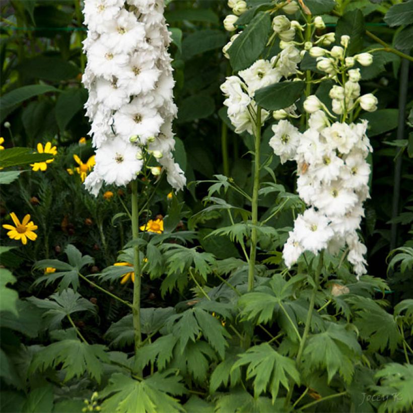 Espuela de caballero - Delphinium elatum Double Innocence (Floración)