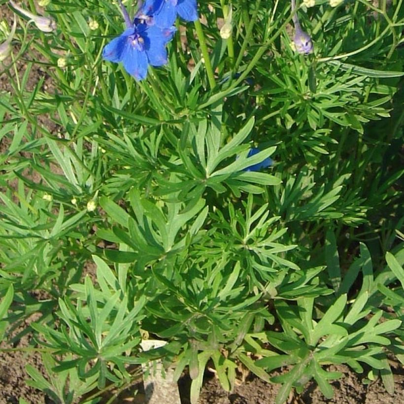 Espuela de caballero - Delphinium grandiflorum Blauer Zwerg (Follaje)