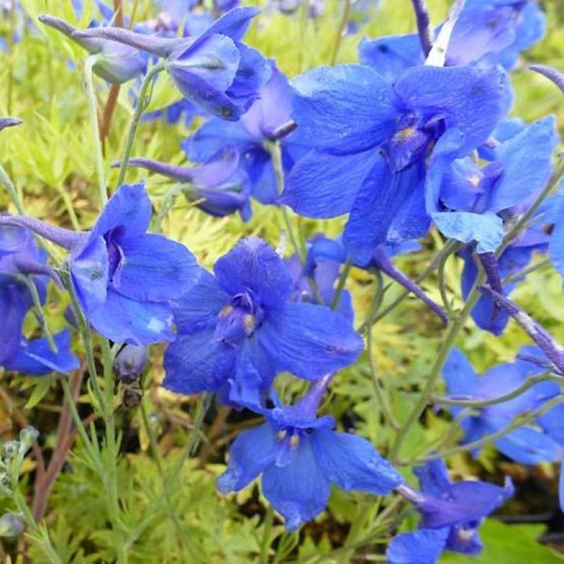 Espuela de caballero - Delphinium grandiflorum Blauer Zwerg (Floración)