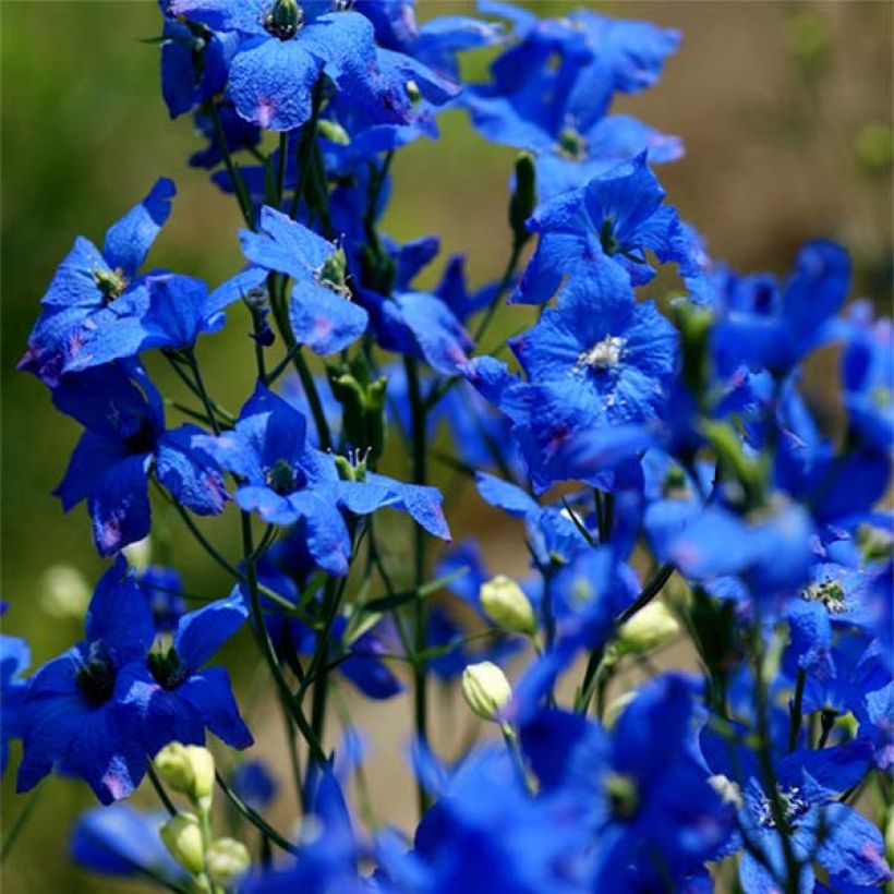 Espuela de caballero - Delphinium grandiflorum (Floración)