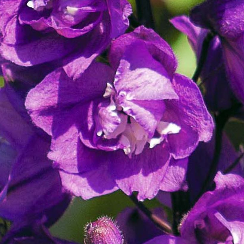 Espuela de caballero - Delphinium Pacific-hybrid Astolat (Floración)