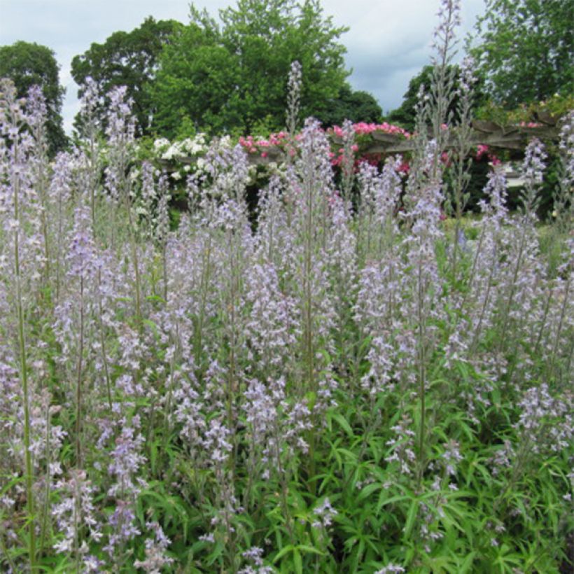 Espuela de caballero - Delphinium requienii (Floración)