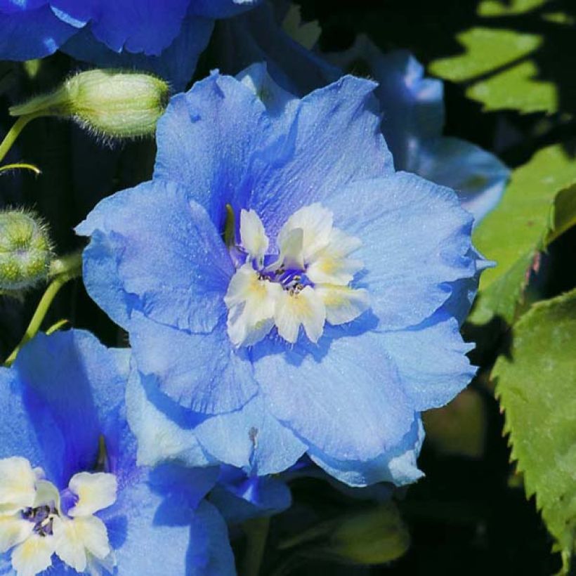 Espuela de caballero - Delphinium Pacific-hybrid Summer Skies (Floración)