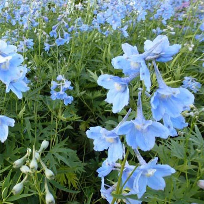 Espuela de caballero - Delphinium belladona Cliveden Beauty (Floración)