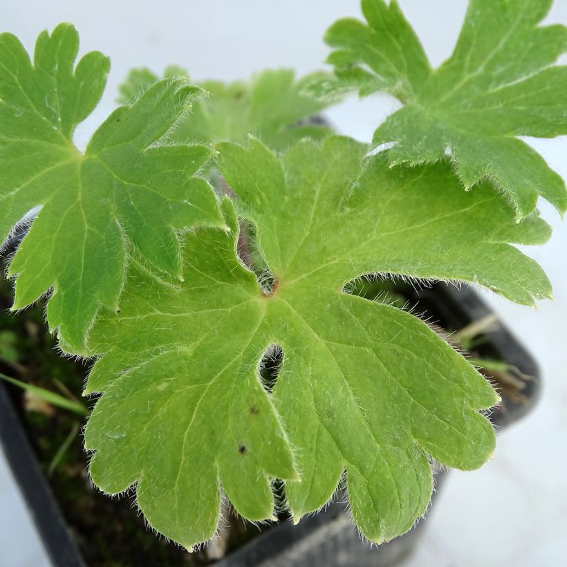 Espuela de caballero - Delphinium Finsteraarhorn (Follaje)