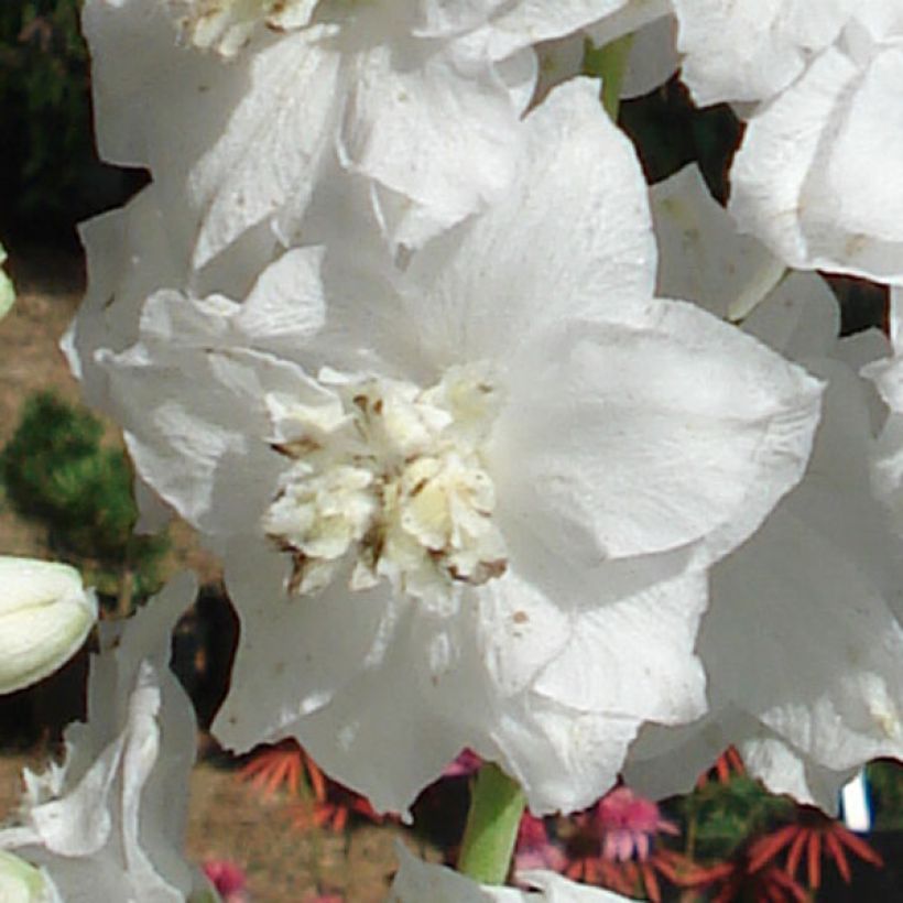 Espuela de caballero - Delphinium Pacific-hybrid Galahad (Floración)