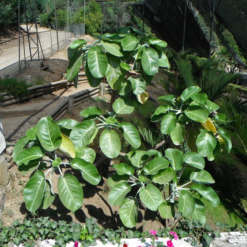 Dendroseris litoralis - Col de Juan Fernández (Porte)