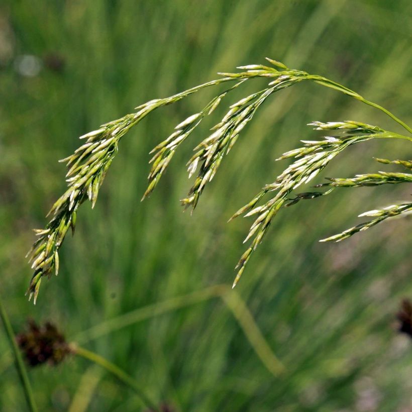 Deschampsia flexuosa - Heno (Floración)