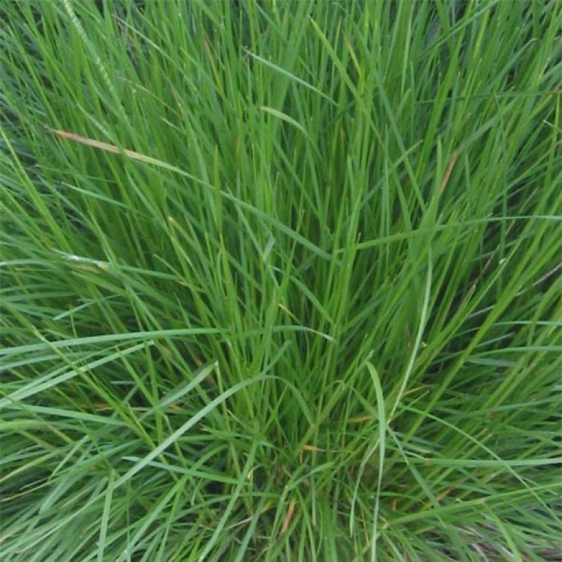 Deschampsia caespitosa Bronzeschleier - Grama de monte (Follaje)