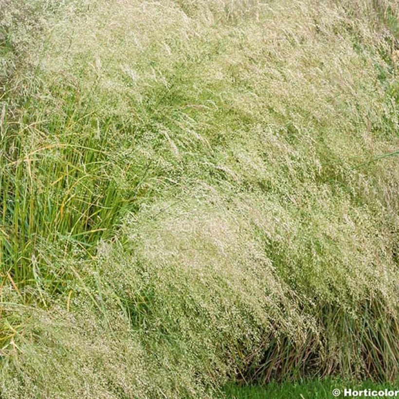 Deschampsia caespitosa Bronzeschleier - Grama de monte (Floración)