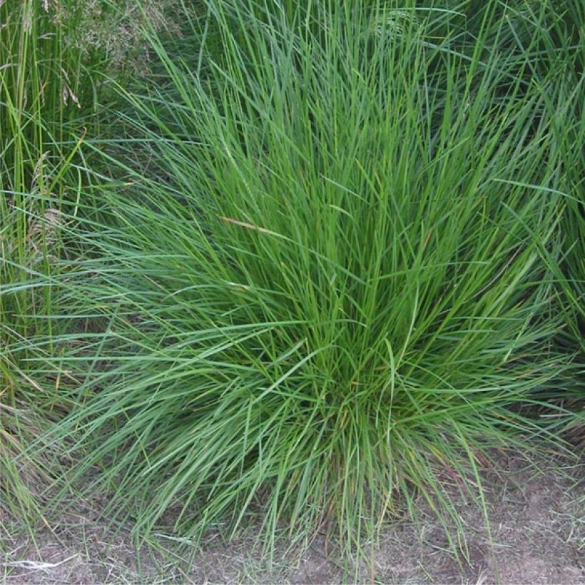 Deschampsia caespitosa Bronzeschleier - Grama de monte (Porte)