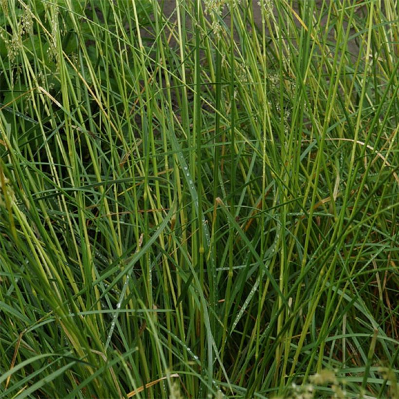 Deschampsia caespitosa Goldschleier - Grama de monte (Follaje)