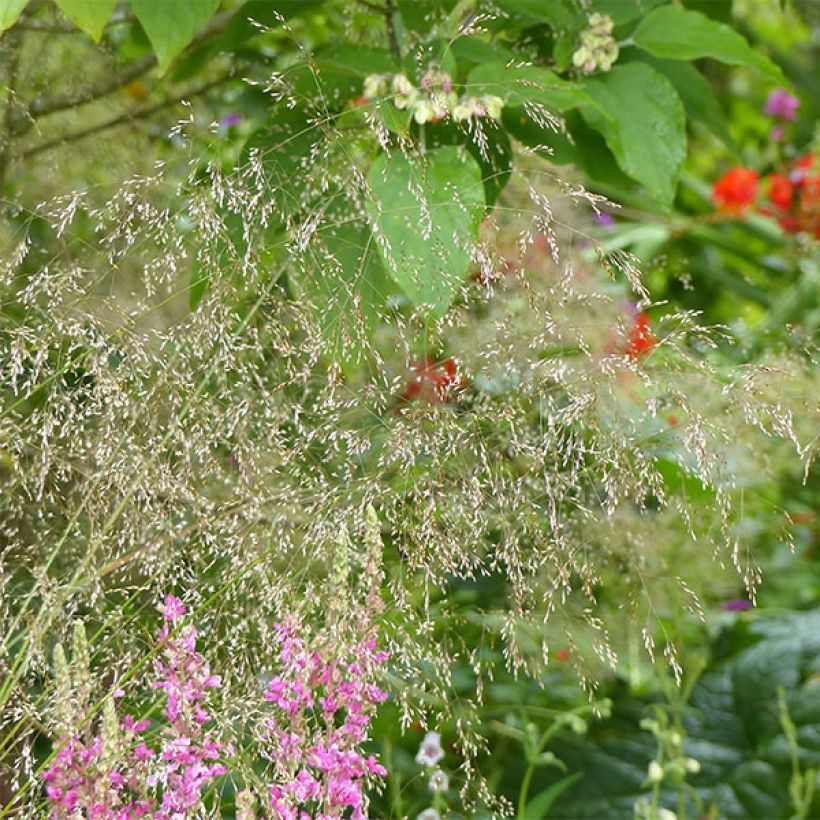 Deschampsia caespitosa Goldschleier - Grama de monte (Floración)