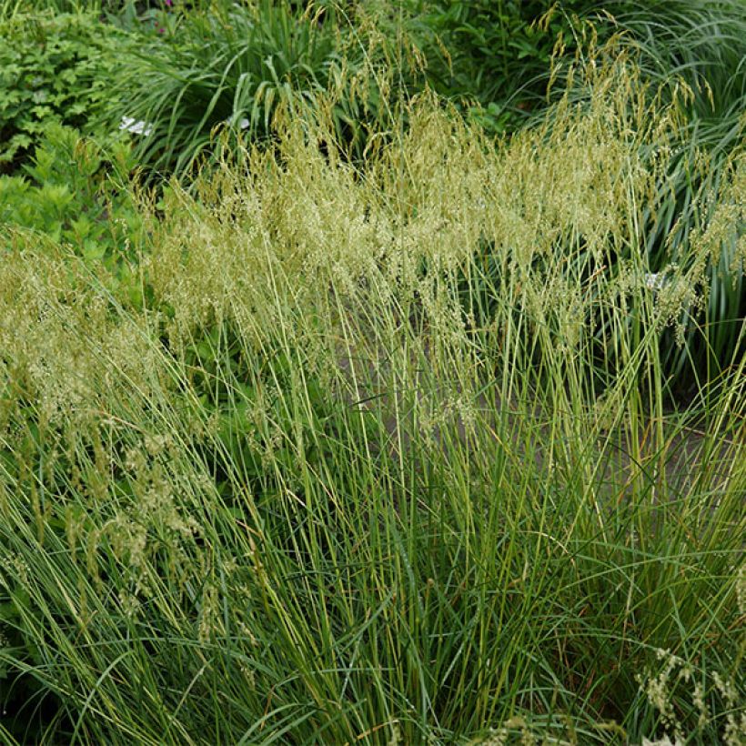 Deschampsia caespitosa Goldschleier - Grama de monte (Porte)