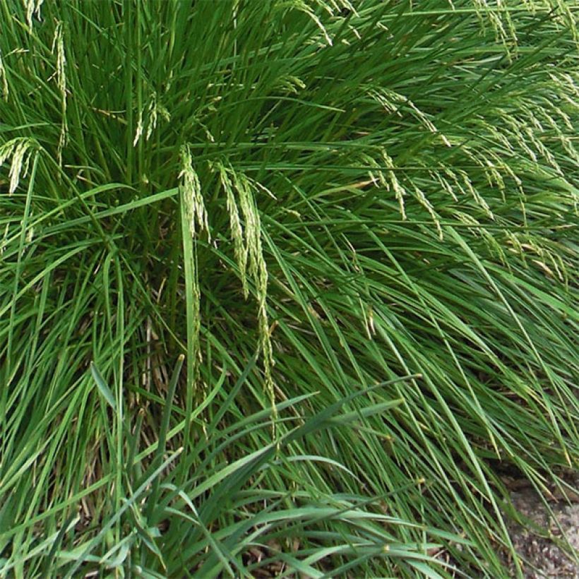 Deschampsia caespitosa Goldtau - Grama de monte (Follaje)