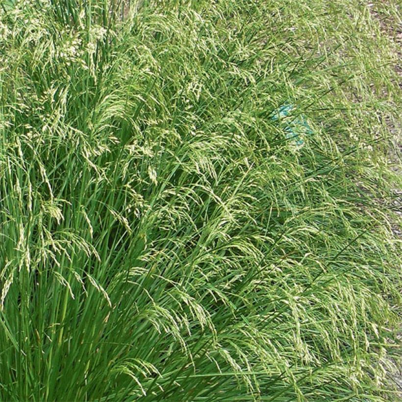 Deschampsia caespitosa Goldtau - Grama de monte (Floración)