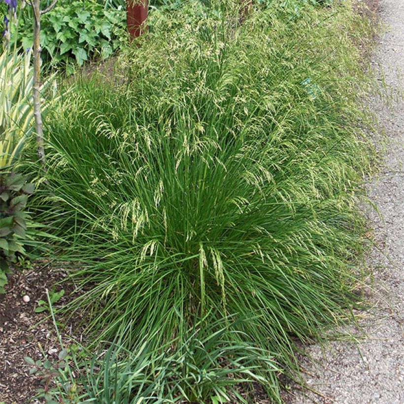 Deschampsia caespitosa Goldtau - Grama de monte (Porte)