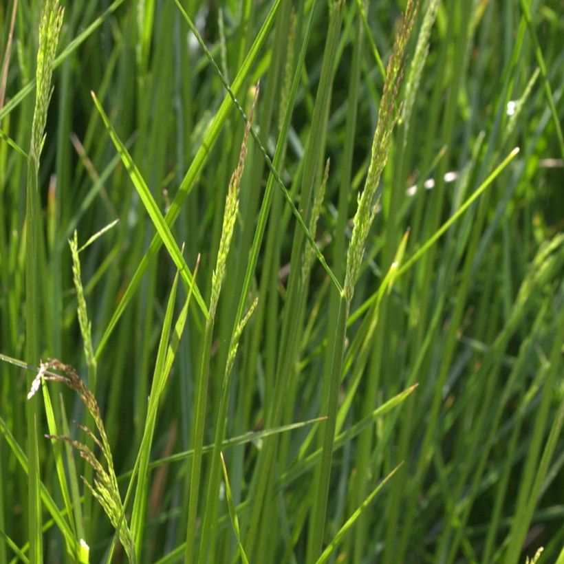 Deschampsia caespitosa Northern Lights - Grama de monte (Follaje)