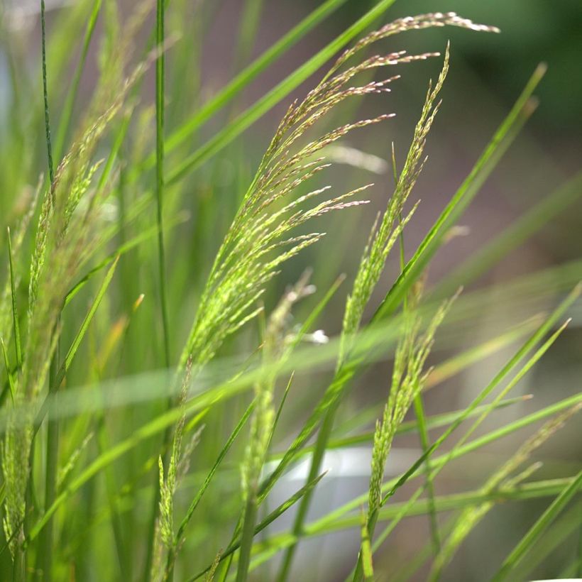 Deschampsia caespitosa Northern Lights - Grama de monte (Floración)