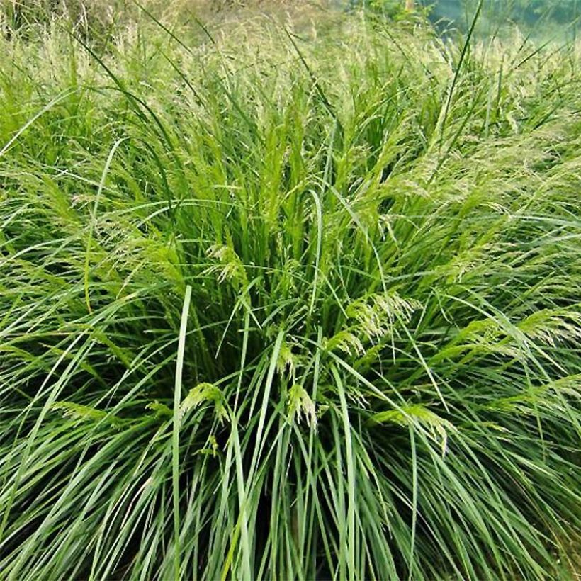 Deschampsia caespitosa Palava - Grama de monte (Porte)