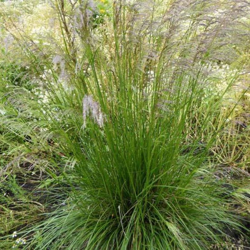 Deschampsia caespitosa Tardiflora - Grama de monte (Follaje)