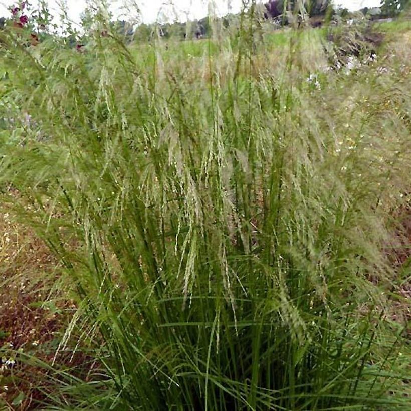 Deschampsia caespitosa Tauträger - Grama de monte (Porte)