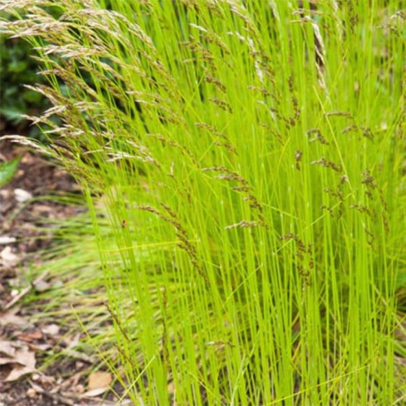 Deschampsia flexuosa Tatra Gold - Heno (Follaje)