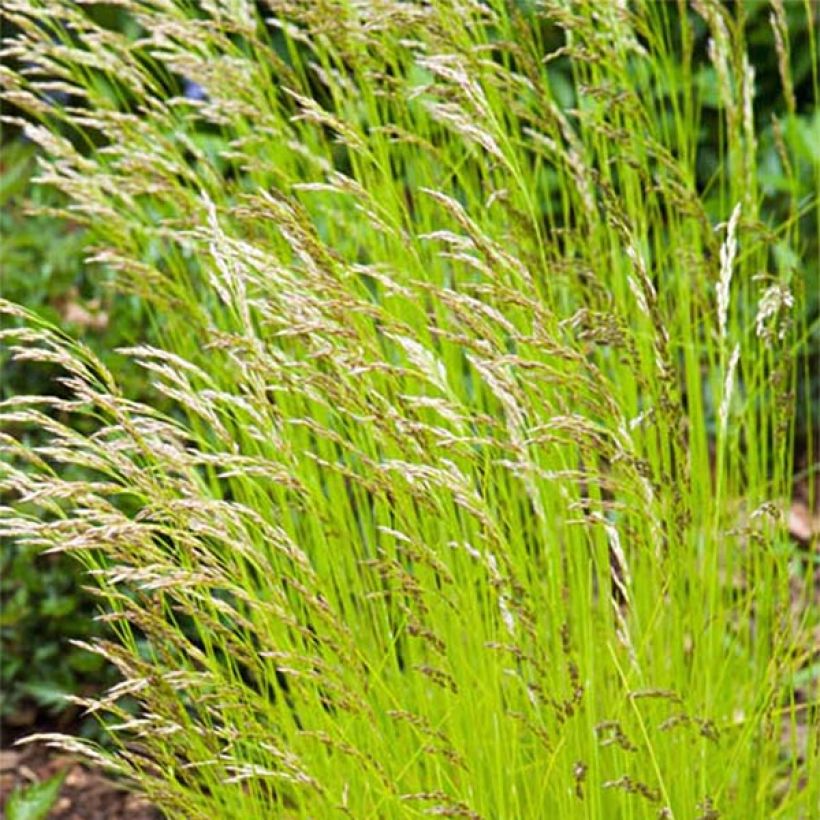 Deschampsia flexuosa Tatra Gold - Heno (Floración)