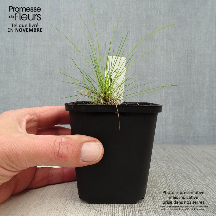 Ejemplar de Deschampsia flexuosa Tatra Gold - Canche flexueuse en godet de 9 cm entregado en otoño