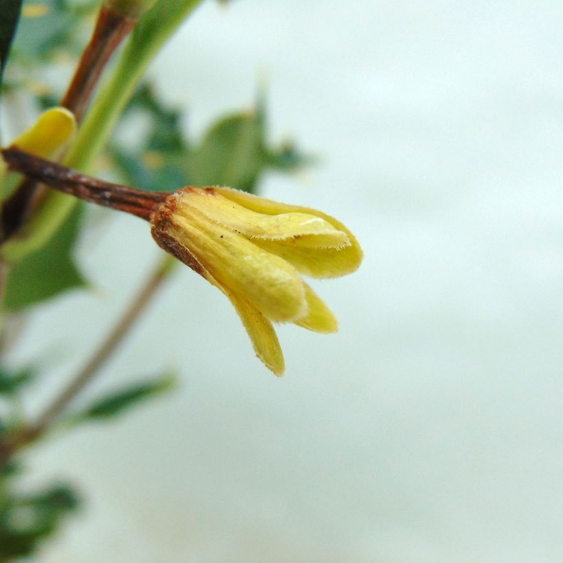 Desfontainia spinosa (Floración)